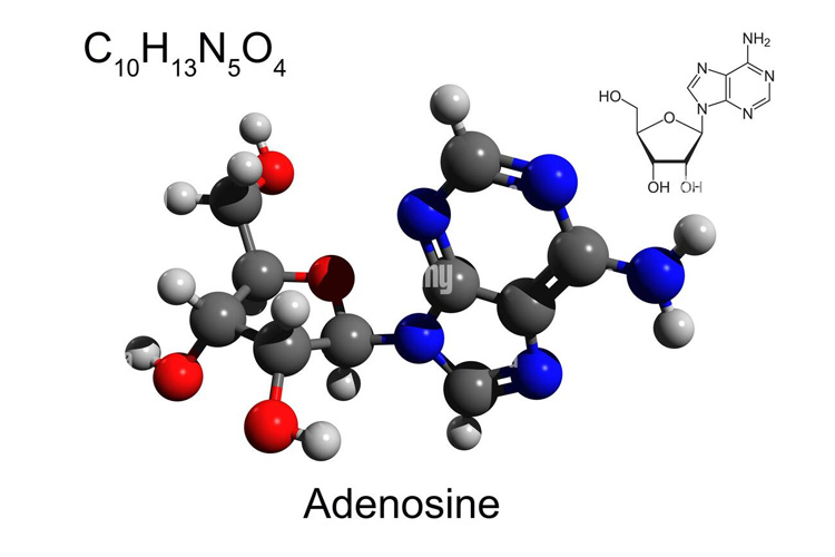 Adenosine và sự sống 1